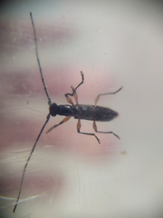 Thoracibidion flavopictum