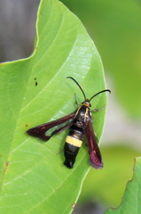 Carmenta pyralidiformis