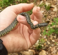Lampropeltis holbrooki
