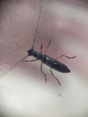 Thoracibidion flavopictum