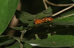 Theronia hilaris