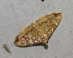 Glyphodes sibillalis