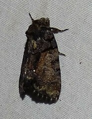 Chytonix palliatricula