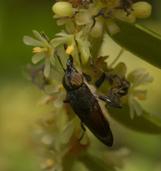 Idiella