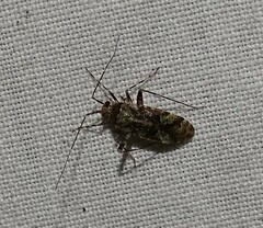 Phytocoris tiliae