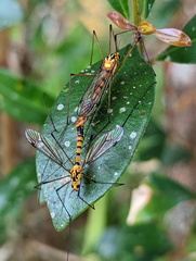 Nephrotoma australasiae