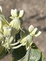 Asclepias erosa