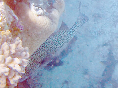 Plectorhinchus chaetodonoides