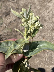 Asclepias erosa