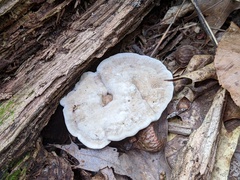 Phellodon confluens
