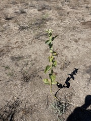 Asclepias erosa