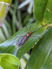 Nephrotoma australasiae