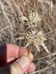 Salvia carduacea