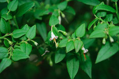Vaccinium japonicum lasiostemon