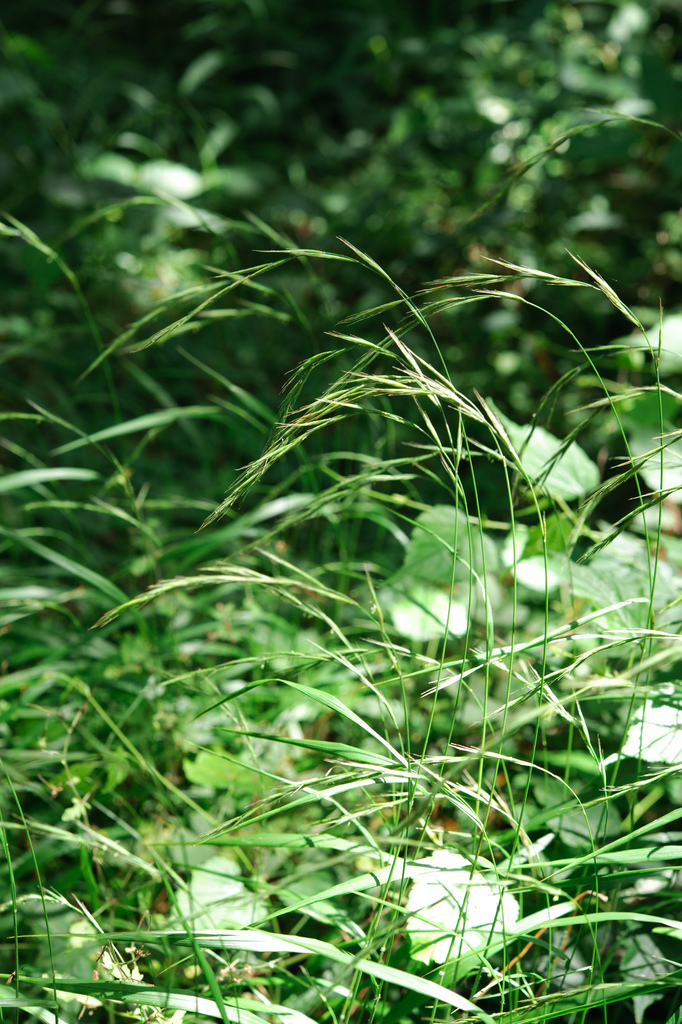 Brachypodium sylvaticum — an easy houseplant, prefers partial sun light
