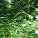 Brachypodium sylvaticum - Photo (c) Cheng-Tao Lin, algunos derechos reservados (CC BY)