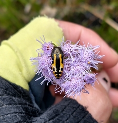 Acmaeodera scalaris