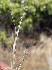 Aristida purpurea wrightii