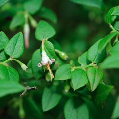 Vaccinium japonicum lasiostemon