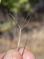 Aristida purpurea wrightii