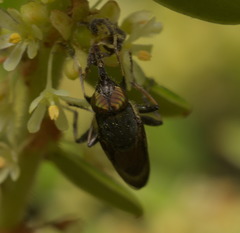 Idiella