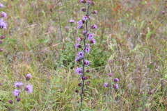 Liatris novae-angliae