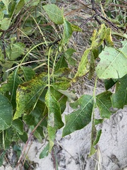 Ptelea trifoliata