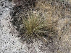 Aristida purpurea wrightii