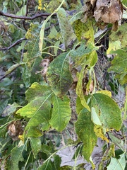 Ptelea trifoliata