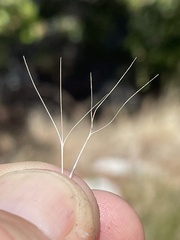 Aristida purpurea wrightii