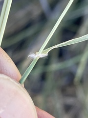 Sporobolus cryptandrus