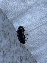 Glischrochilus quadrisignatus