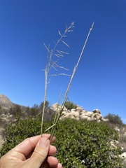 Sporobolus cryptandrus