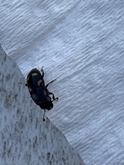 Glischrochilus quadrisignatus