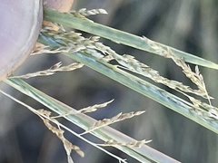 Sporobolus cryptandrus