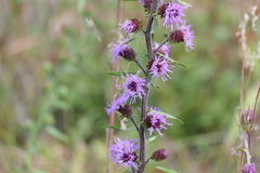 Liatris novae-angliae