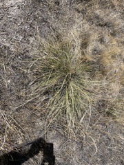 Sporobolus cryptandrus