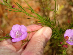 Agalinis fasciculata