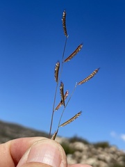 Bouteloua barbata barbata