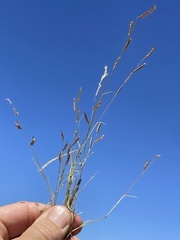 Bouteloua barbata barbata