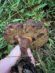 Cyanoboletus