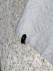 Glischrochilus quadrisignatus