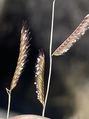 Bouteloua barbata barbata