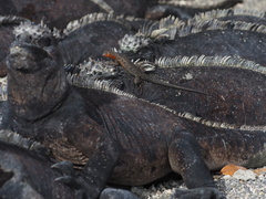 Microlophus albemarlensis