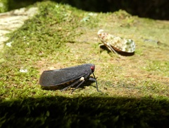 Acraephia perspicillata