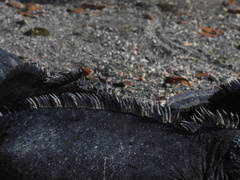 Microlophus albemarlensis