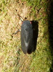 Acraephia perspicillata