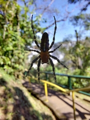 Alpaida grayi
