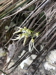 Dendrobium linguiforme