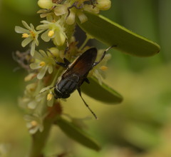 Idiella
